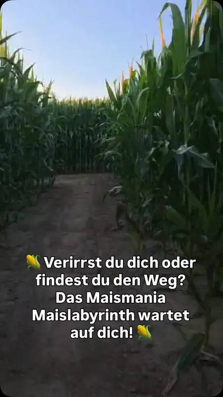 Markiert eine Person, die sich hier drin sicher verlaufen wird 😅 #mais #maismania #wilhering #maislabyrinth #maismania2026